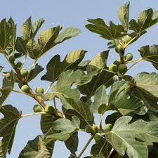 Keep the Fig Tree